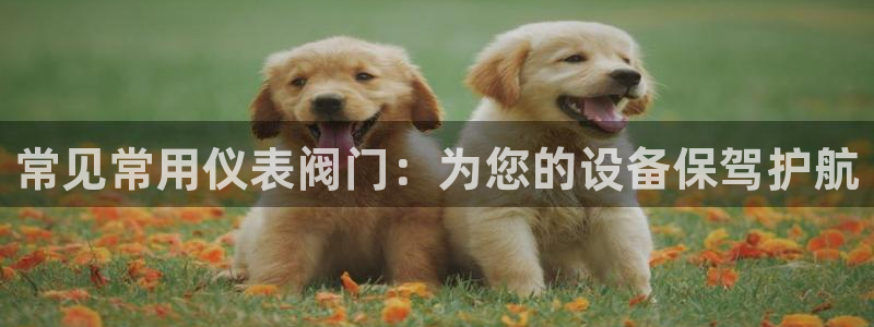 谁有新宝GG